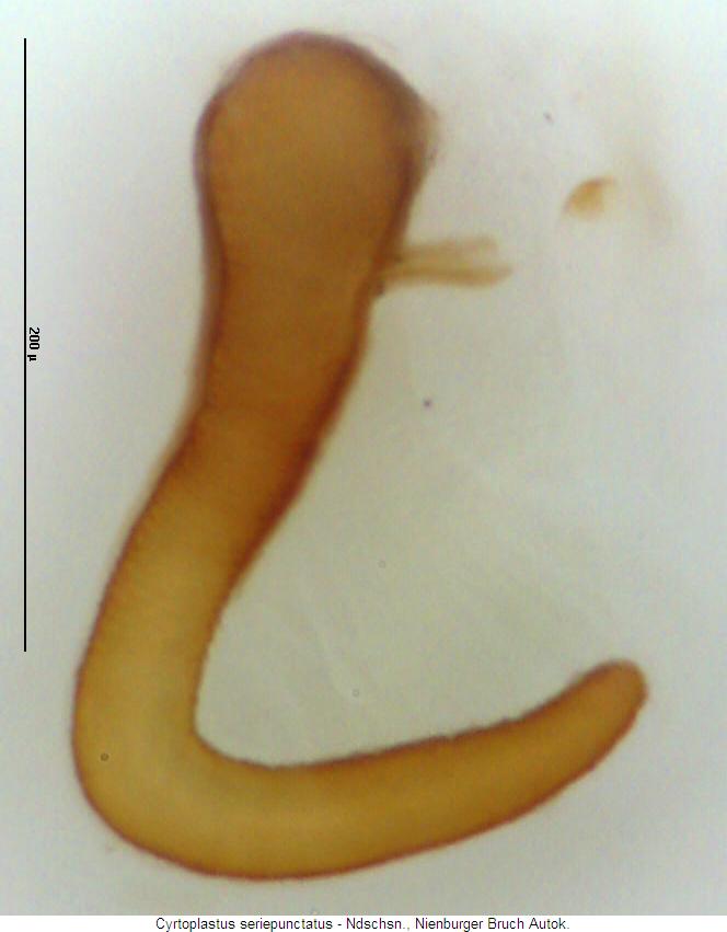 cyrtoplastus_seriepunctatus_sperm.jpg
