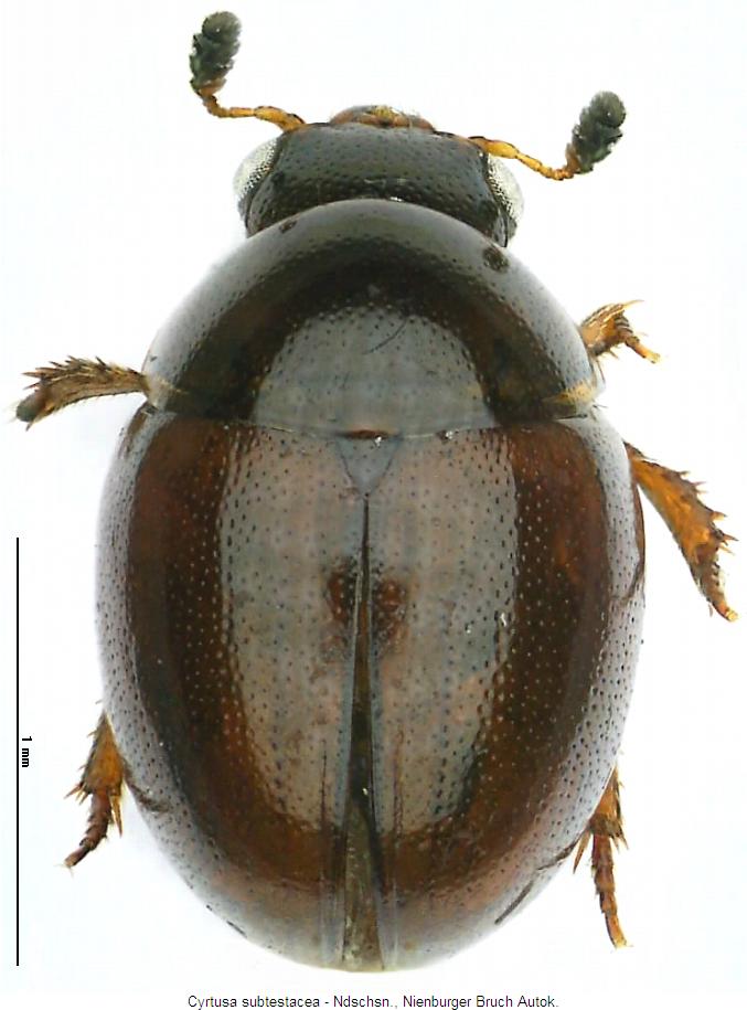 cyrtusa_subtestacea_hab.jpg