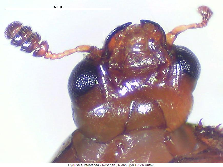 cyrtusa_subtestacea_kus.jpg