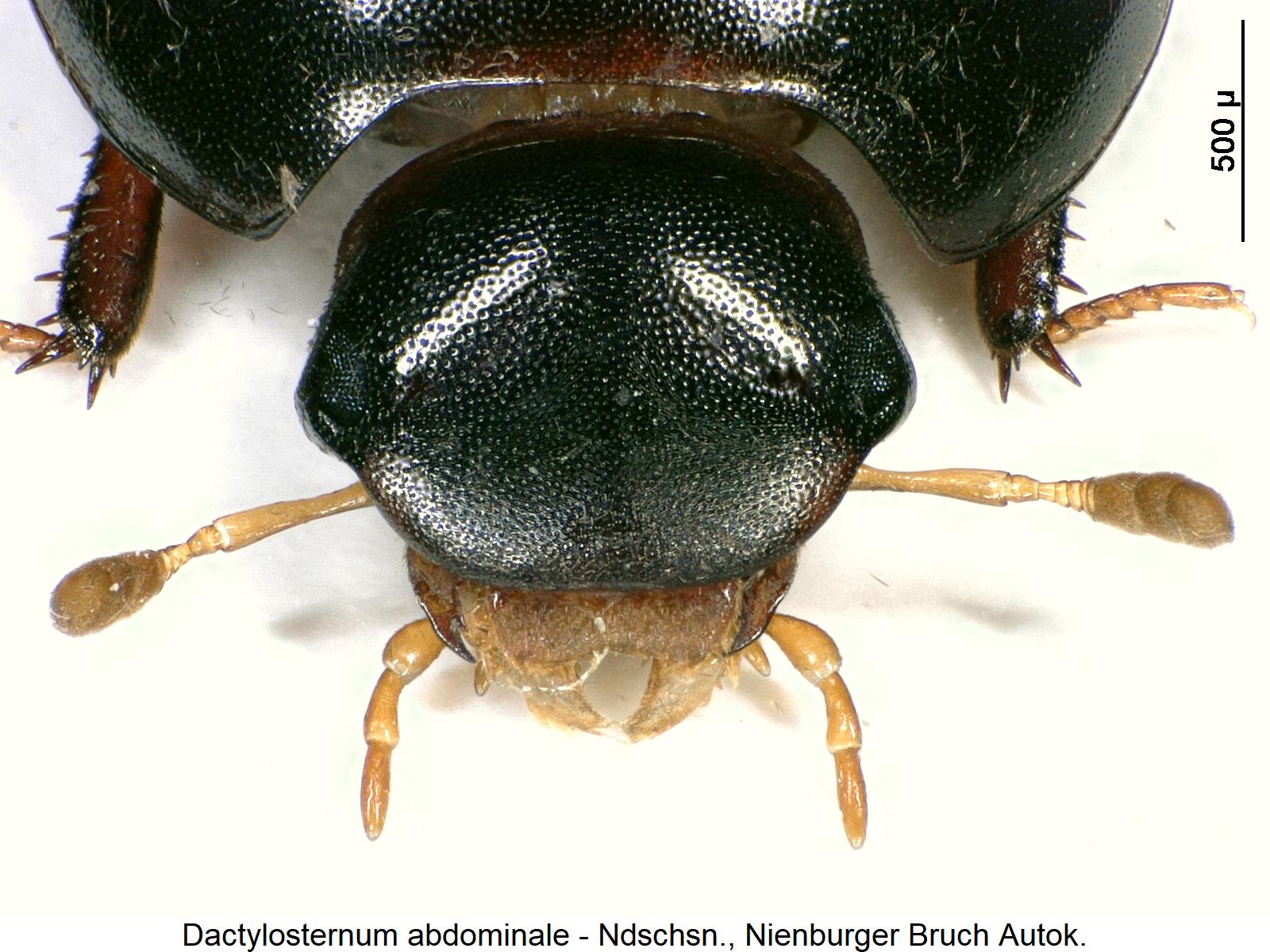 dactylosternum_abdominale_k.jpg