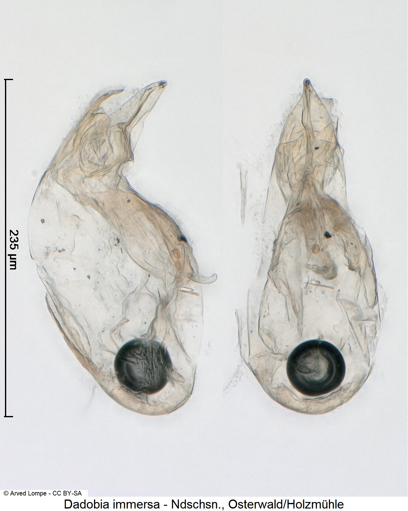 dadobia_immersa_ck29951064.jpg