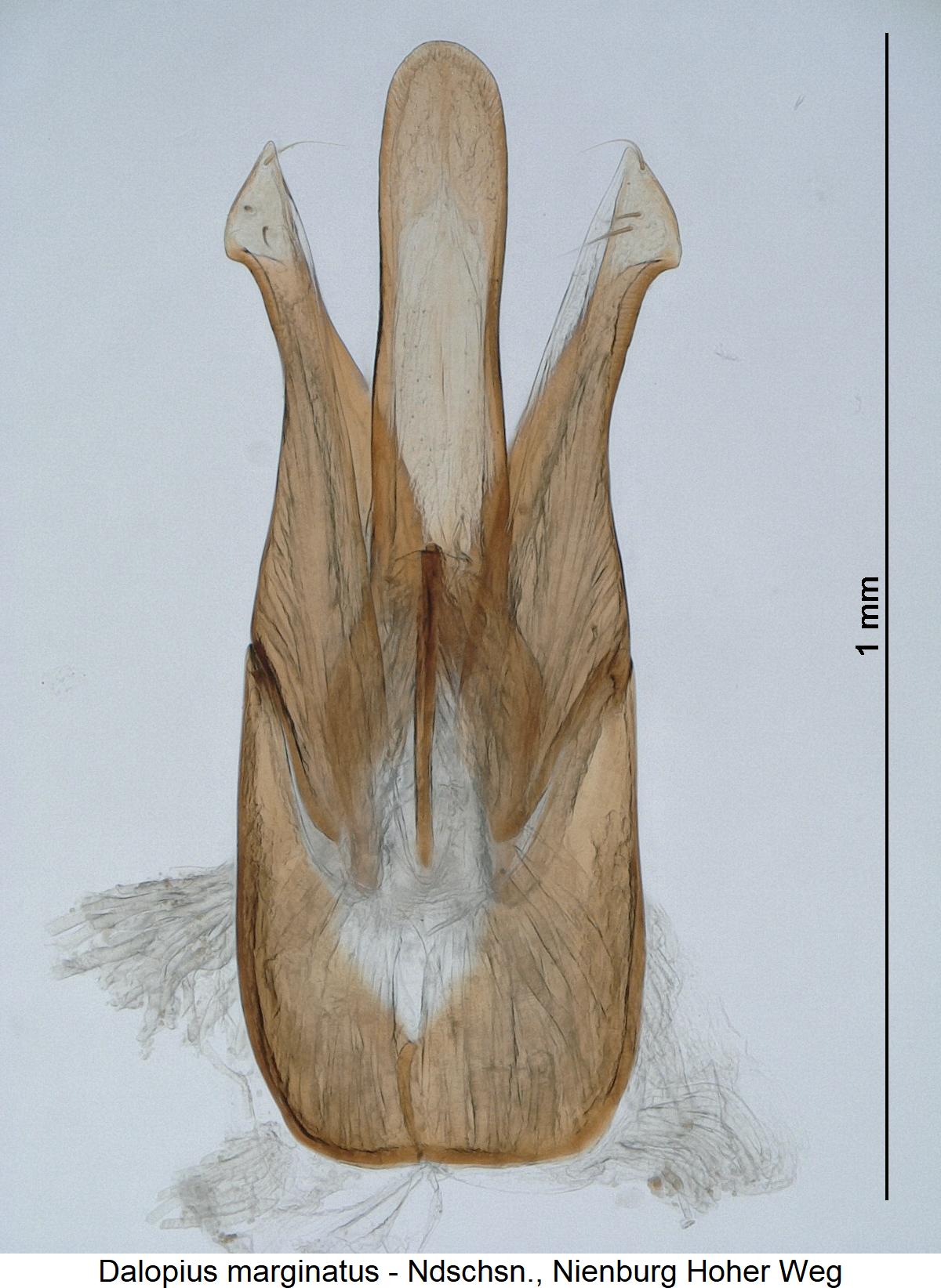 dalopius_marginatus1.jpg
