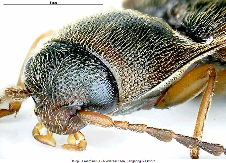 dalopius_marginatus_k.jpg