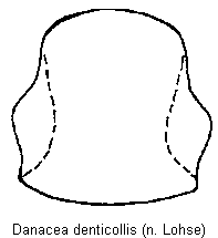 danacea_denticollis_hsch.gif