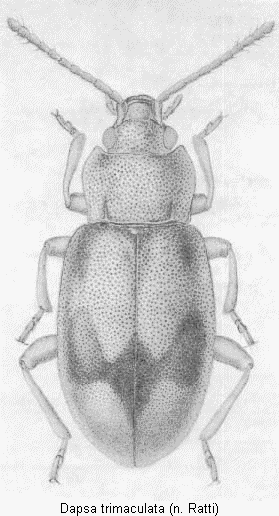 dapsa_trimaculata_hab.gif