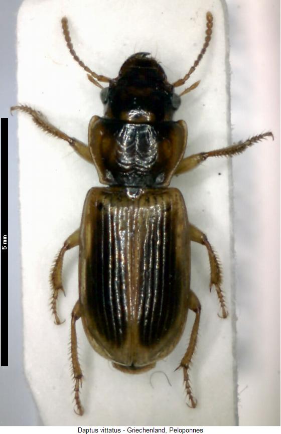 daptus_vittatus_hab.jpg