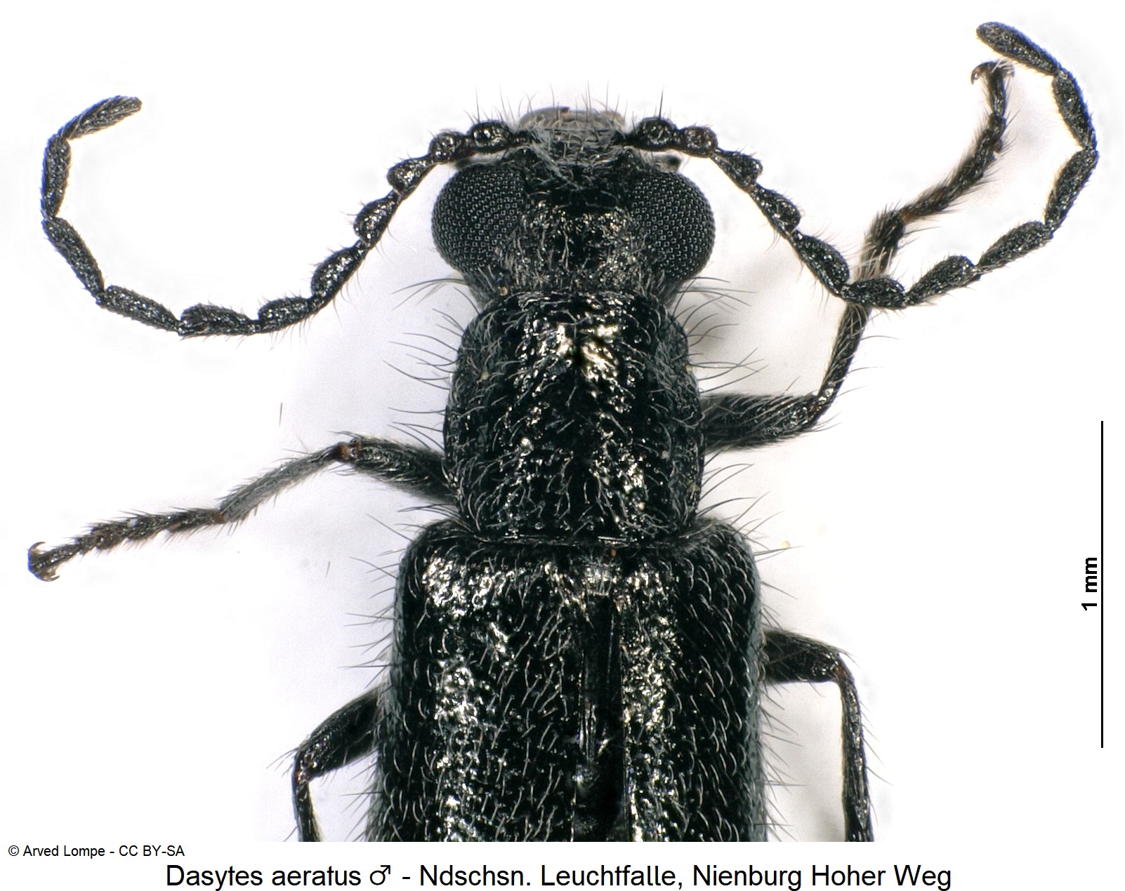 dasytes_aeratus_m_ck38099806_f.jpg