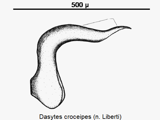 dasytes_croceipes.gif