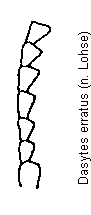 dasytes_erratus_f.gif