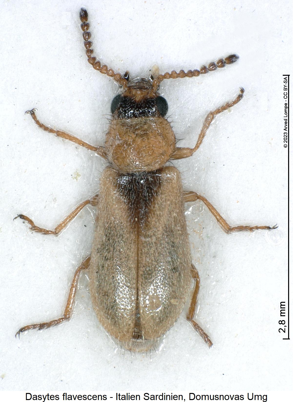 dasytes_flavescens_hab.jpg