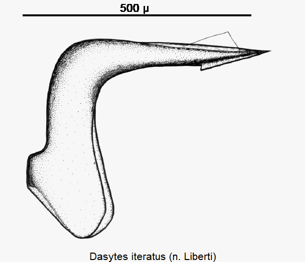 dasytes_iteratus.gif