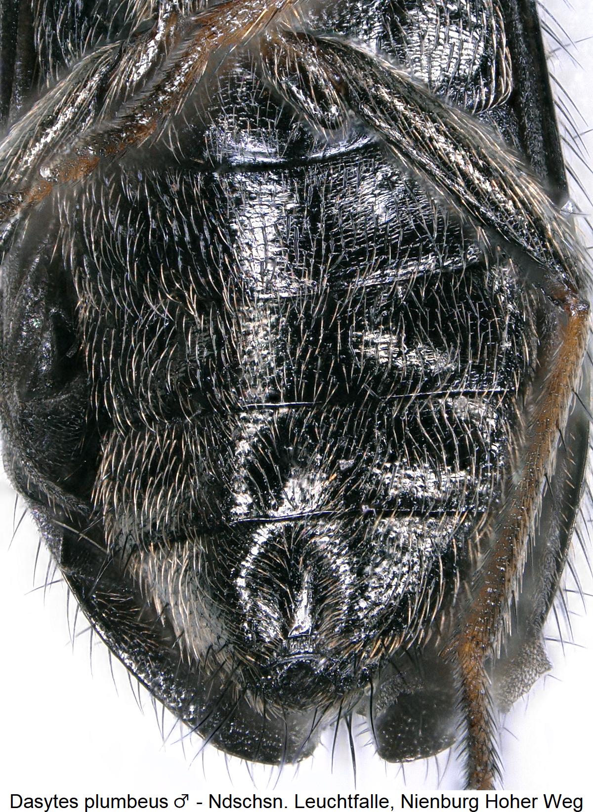 dasytes_plumbeus_m_abd.jpg