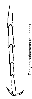 dasytes_subaeneus_tr.gif