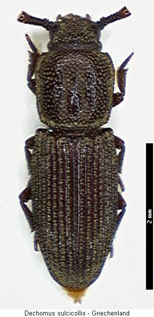 dechomus_sulcicollis_hab.jpg
