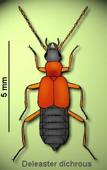 deleast_.jpg