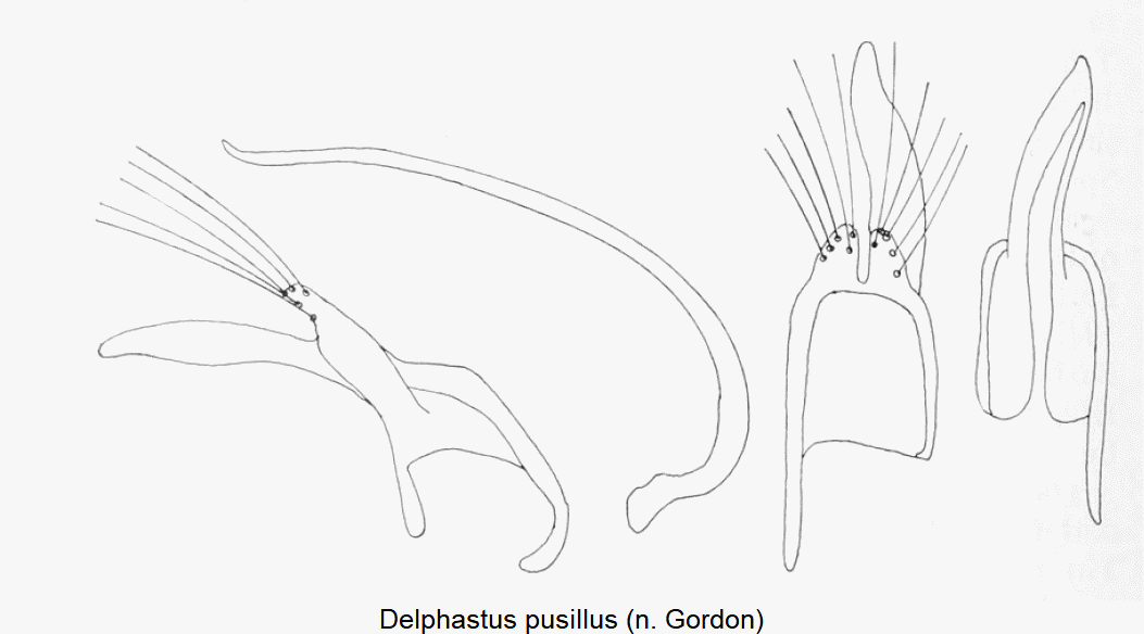 delphastus_pusillus-1.gif
