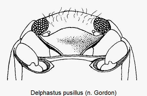 delphastus_pusillus_us_k.gif