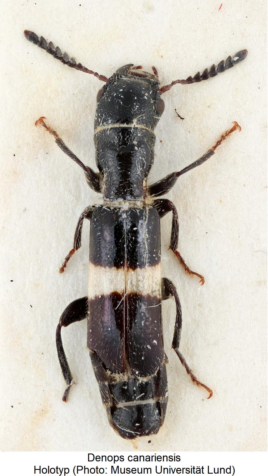 denops_canariensis_hab.jpg