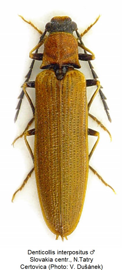 denticollis_interpositus_m_hab.jpg