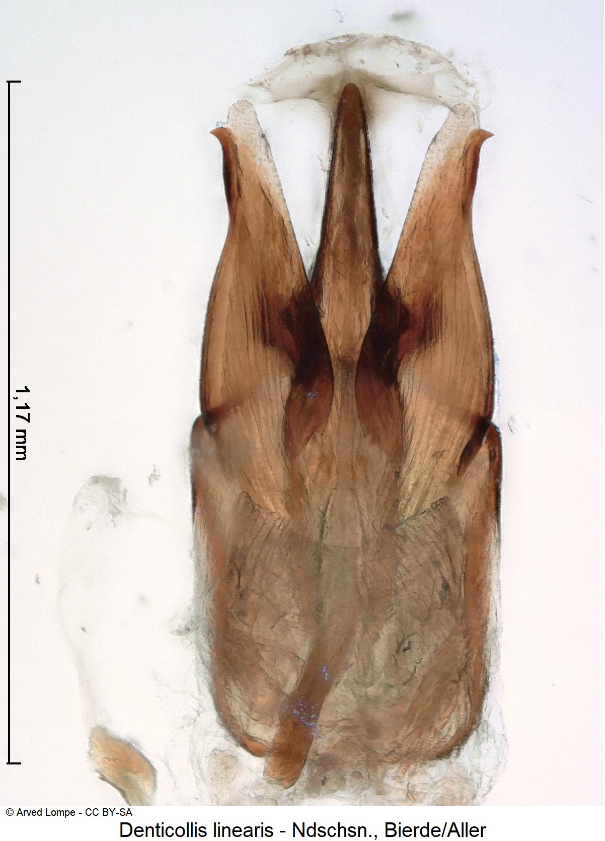denticollis_linearis_ck35899896.jpg