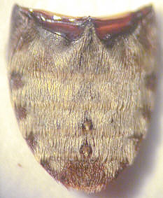 dermestes_aurichalceus_abdomen.jpg