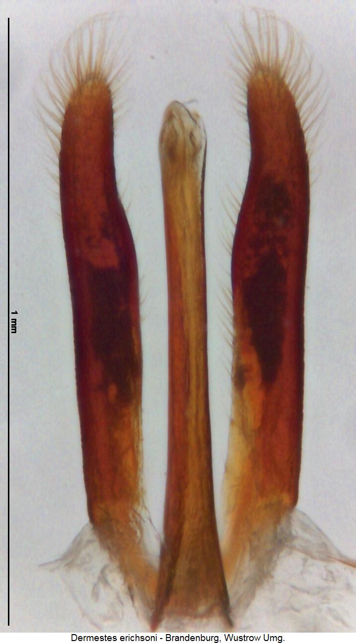 dermestes_erichsoni.jpg