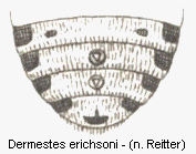 dermestes_erichsoni_hlb.gif