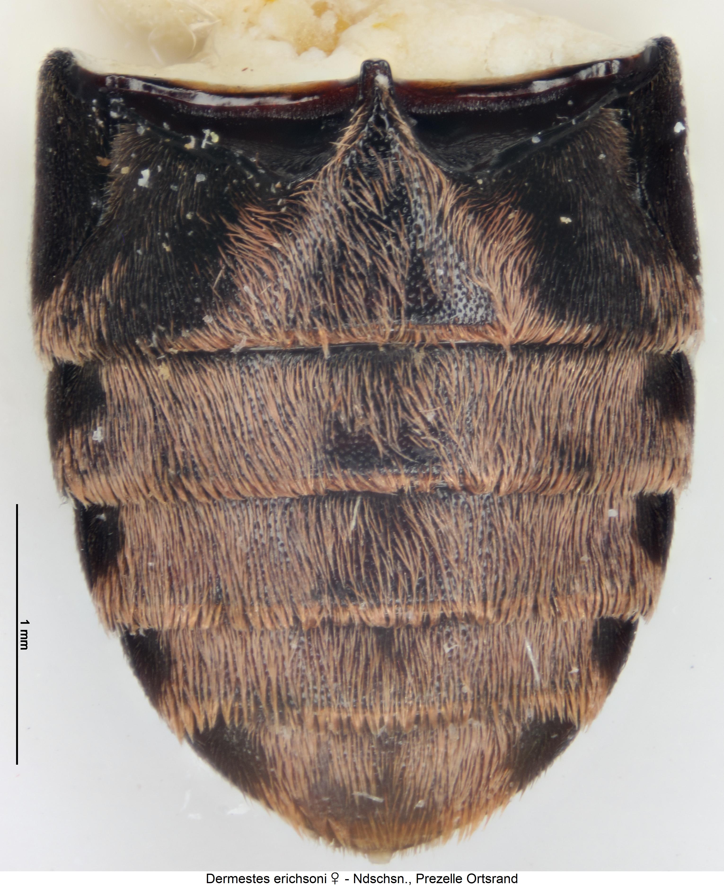 dermestes_erichsoni_hlb.jpg
