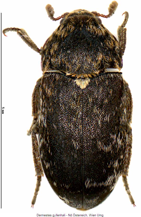 dermestes_gyllenhali_hab.jpg