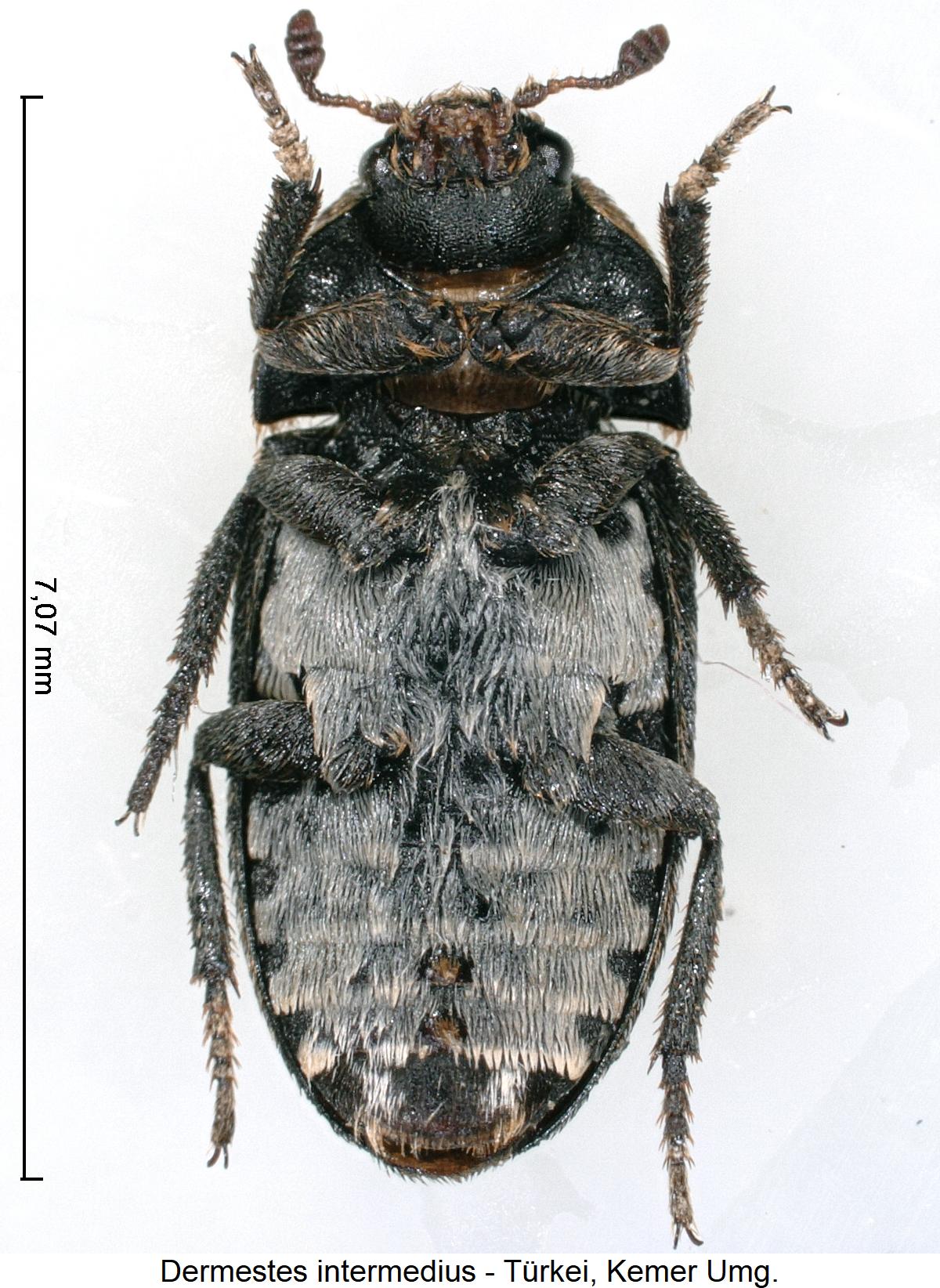 dermestes_intermedius_us.jpg