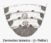 dermestes_laniarius_hlb.gif