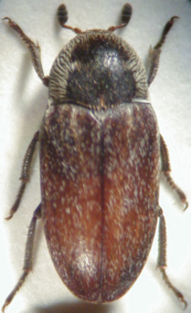 dermestes_sibiricus.jpg