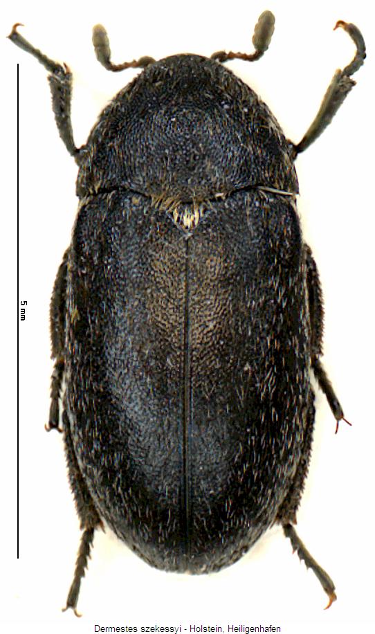 dermestes_szekessyi_hab.jpg