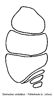 dermestes_undulatus_fk.gif
