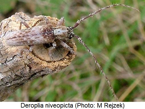 deroplia_niveopicta.jpg