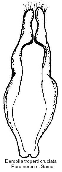 deroplia_troberti_cruciata_pm.jpg