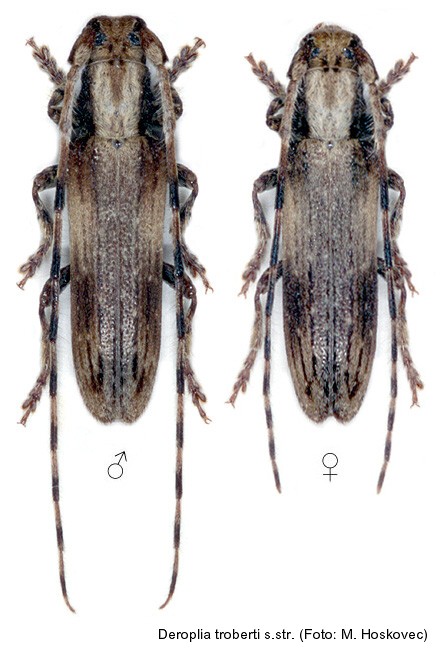deroplia_troberti_troberti.jpg