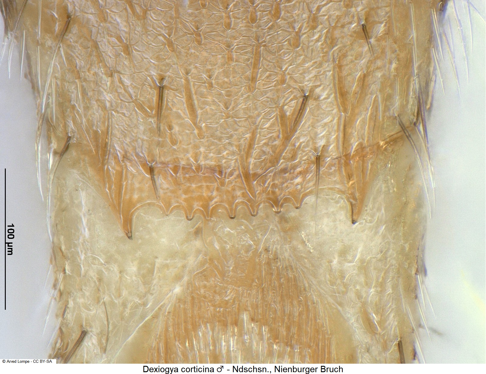 dexiogya_corticina_m_ck24006_ter.jpg