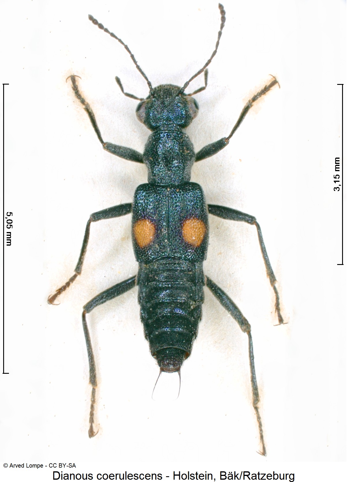 dianous_coerulescens_ck4763_hab.jpg