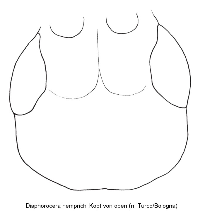 diaphorocera_hemprichi_kopf.jpg