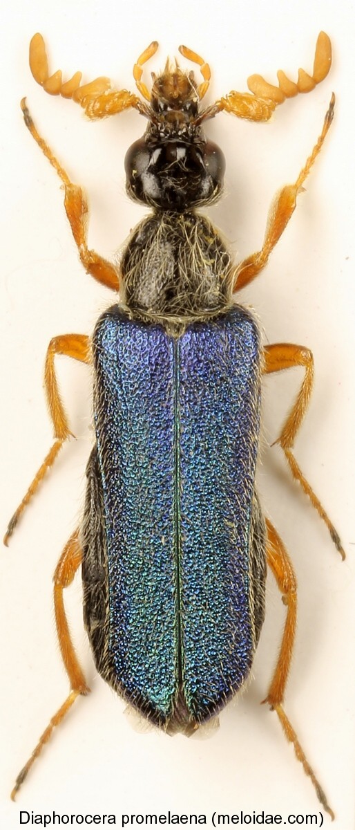 diaphorocera_promelaena.jpg