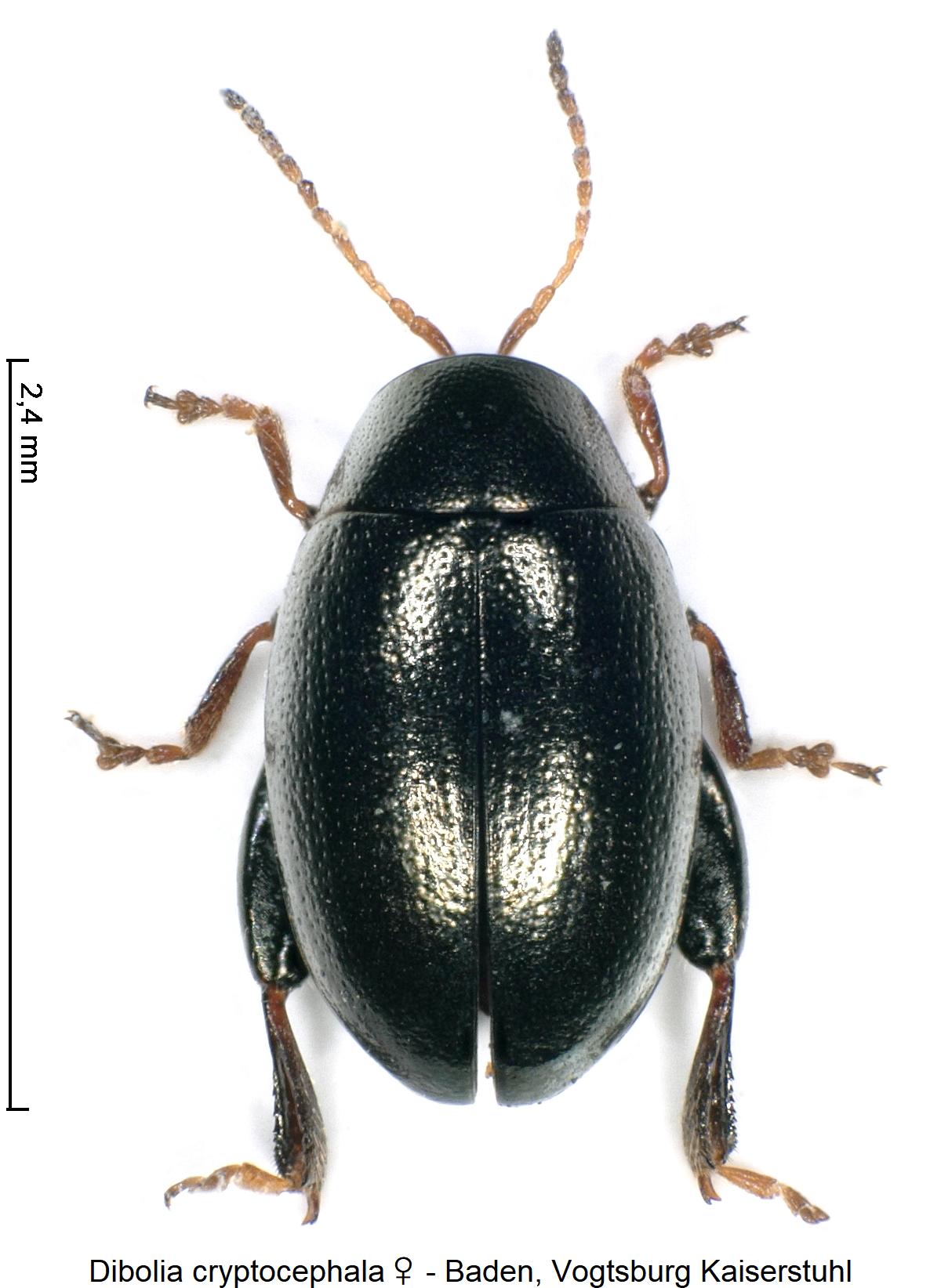 dibolia_cryptocephala_w_hab.jpg