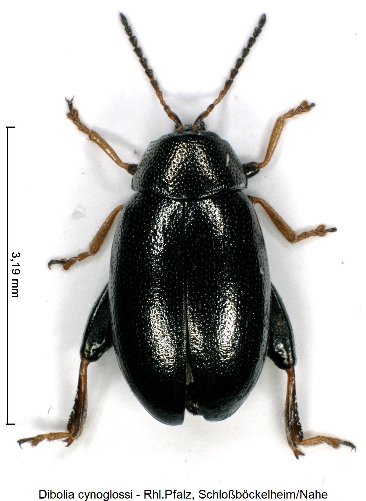 dibolia_cynoglossi_hab.jpg