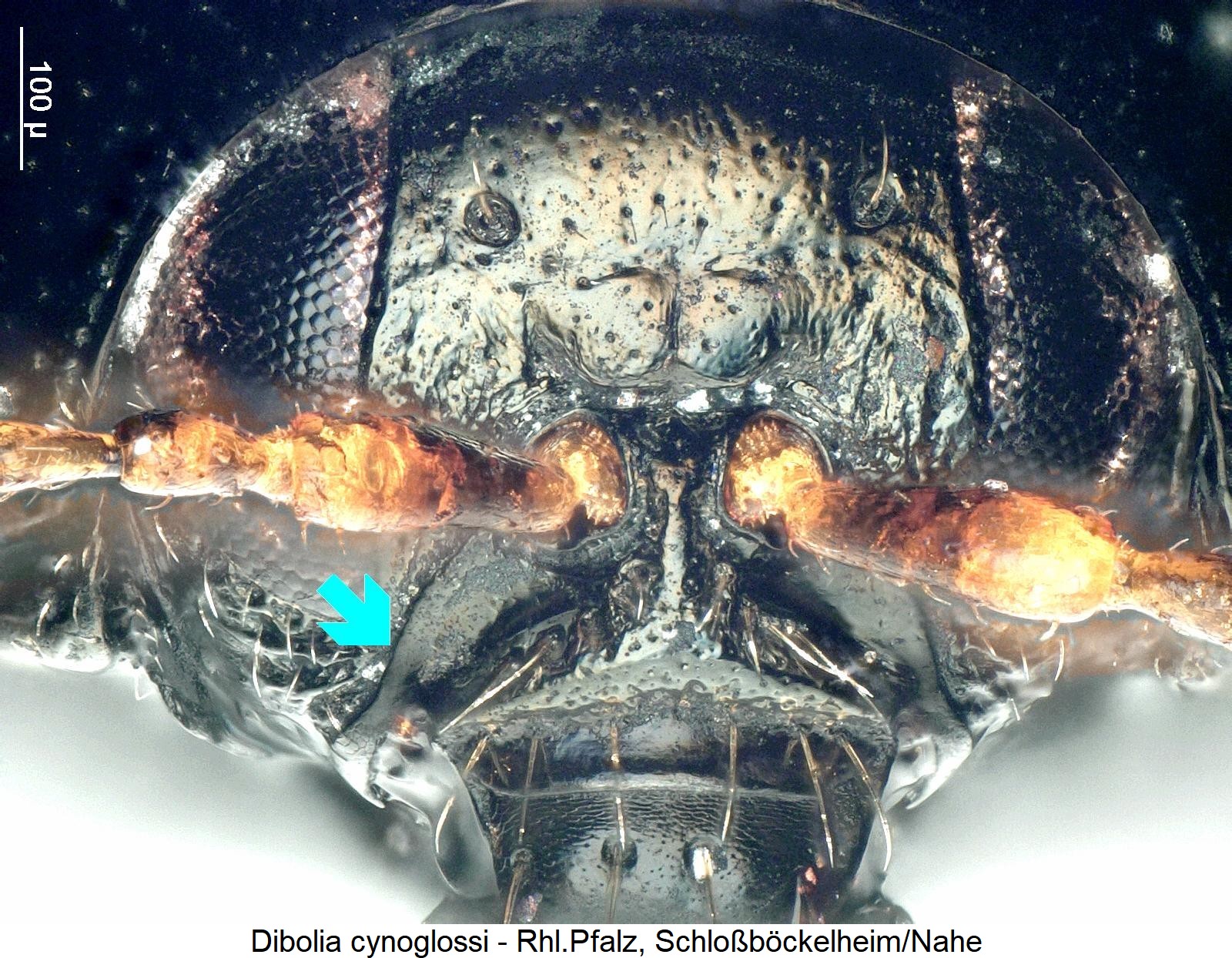 dibolia_cynoglossi_k.jpg
