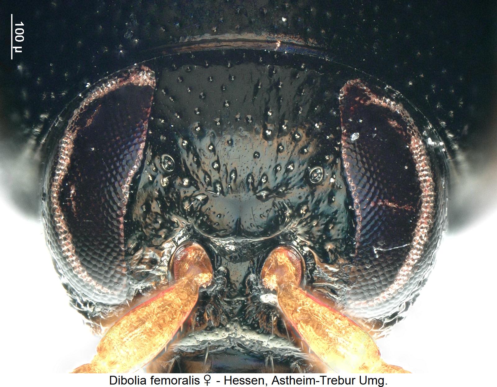 dibolia_femoralis_w_k.jpg