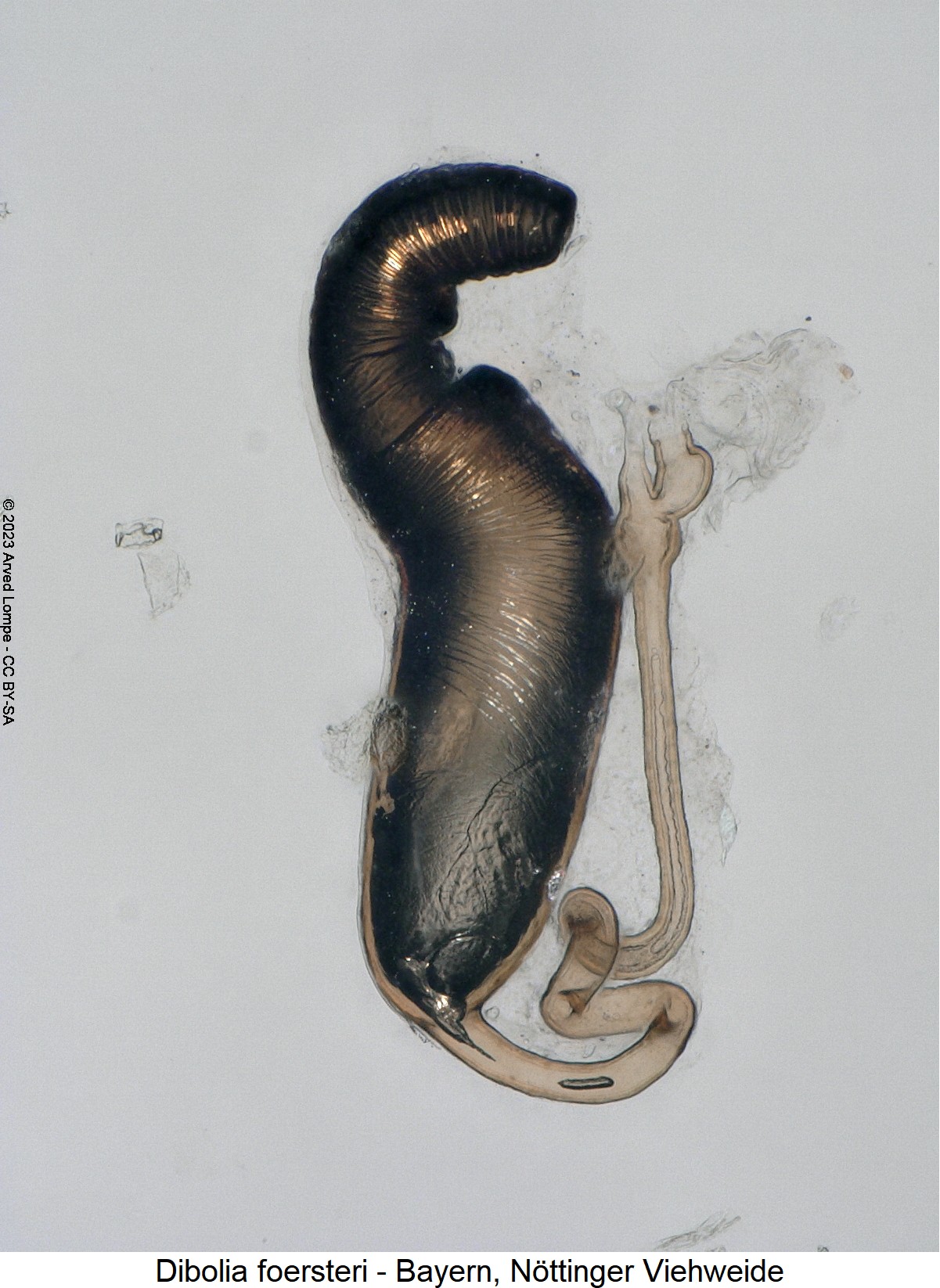 dibolia_foersteri_sperm1.jpg
