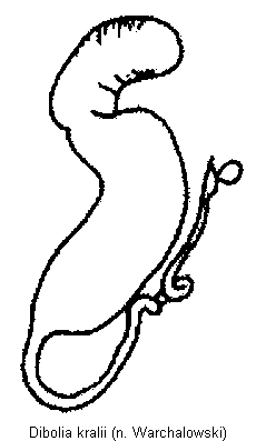 dibolia_kralii_sperm.gif