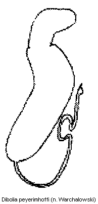 dibolia_peyerimhoffi_sperm.gif