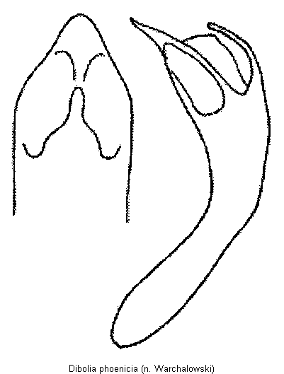 dibolia_phoenicia.gif