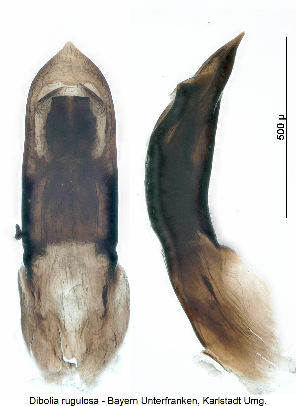 dibolia_rugulosa.jpg